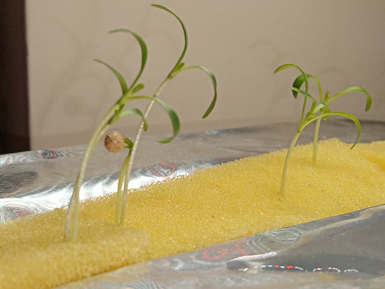 Full plant photo