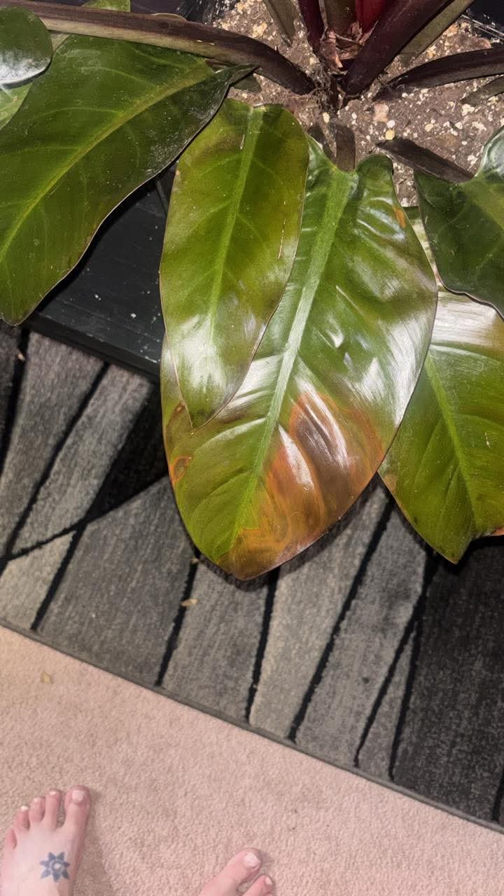 Full plant photo