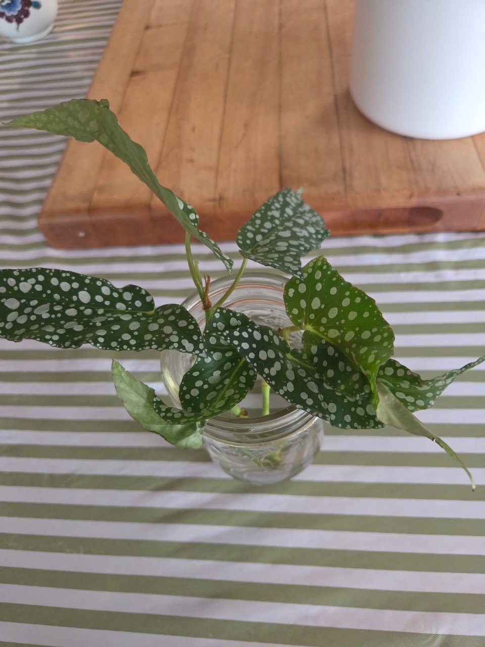Full plant photo