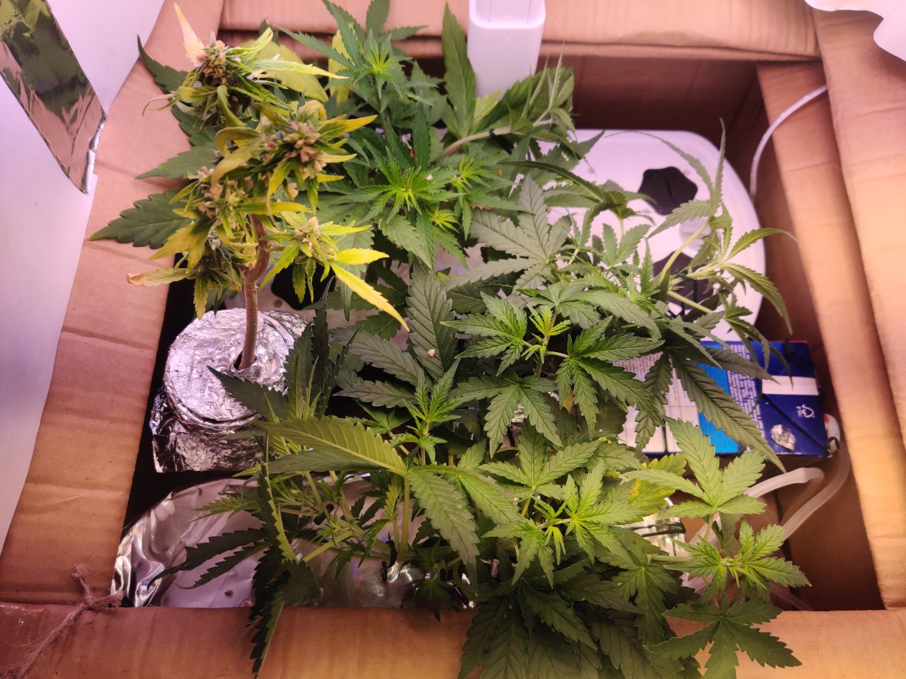 Full plant photo