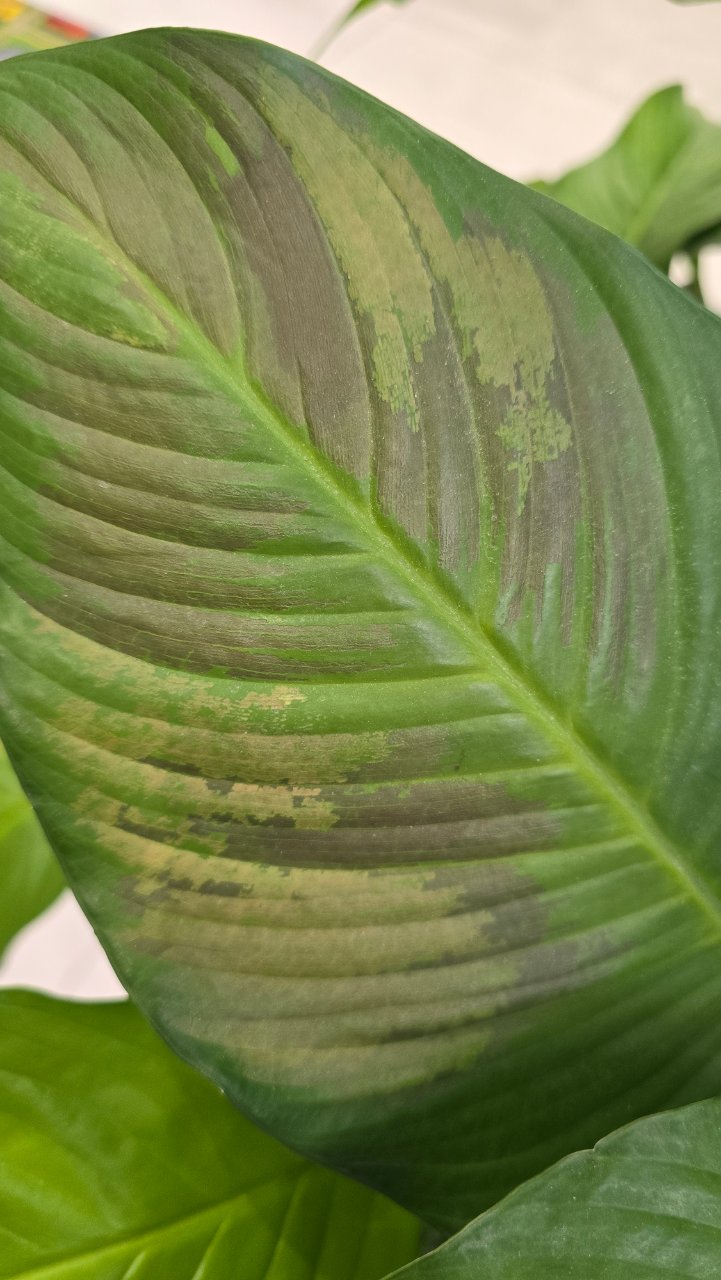 Full plant photo
