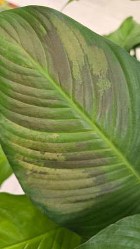 Plant photo