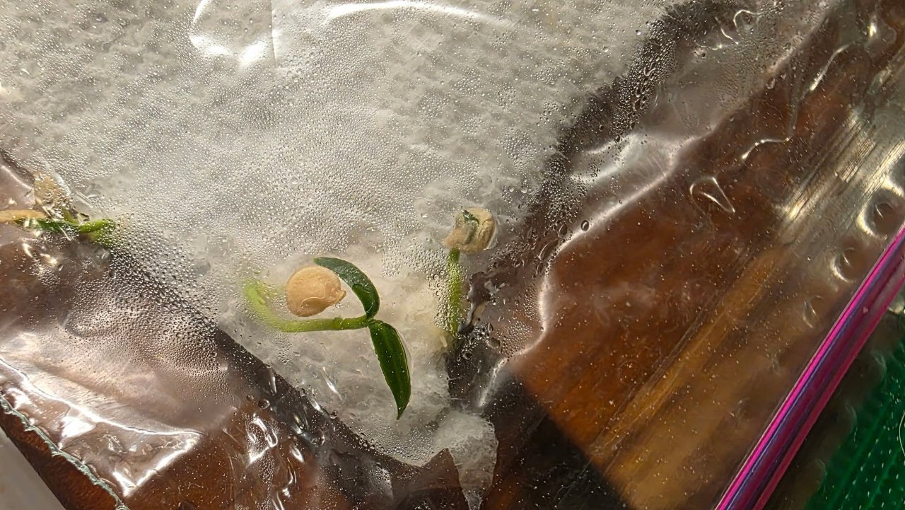Full plant photo