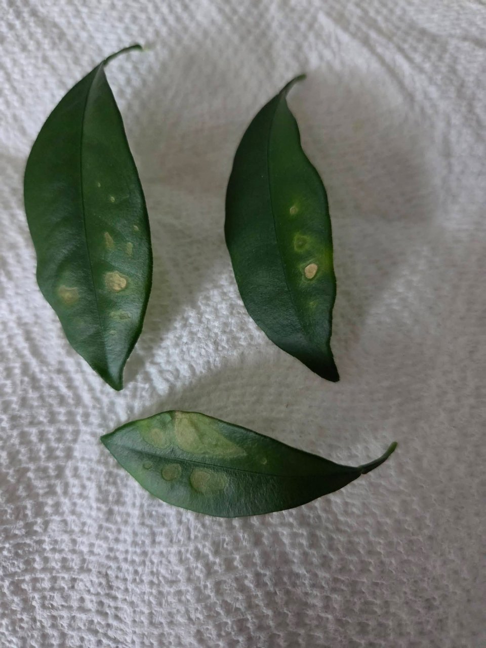 Full plant photo