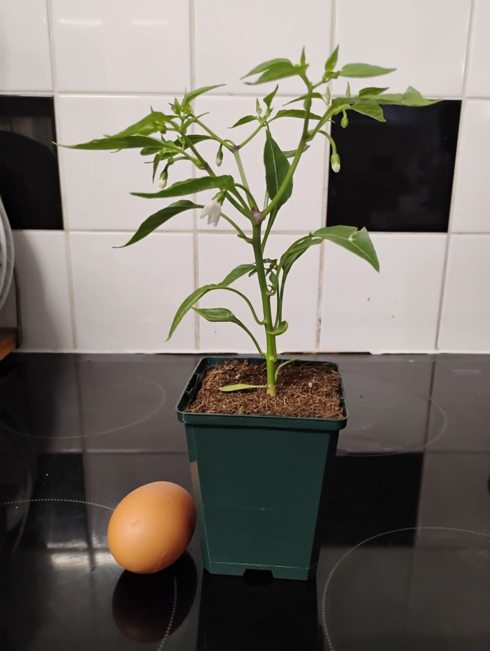 Full plant photo