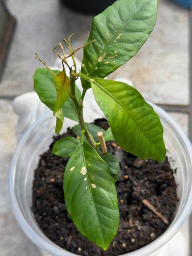 Plant photo