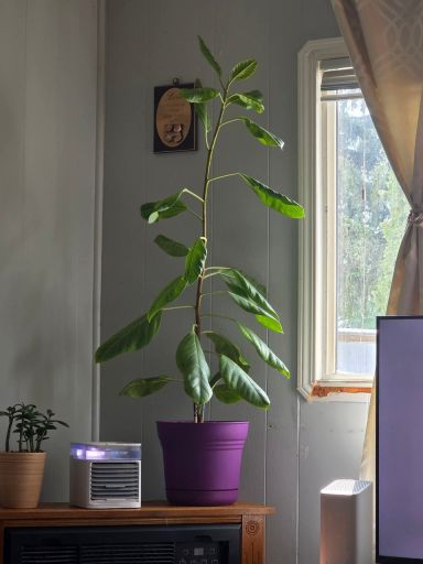 Plant photo