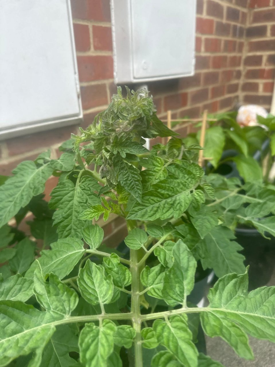 Full plant photo