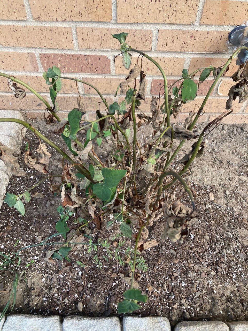 Full plant photo