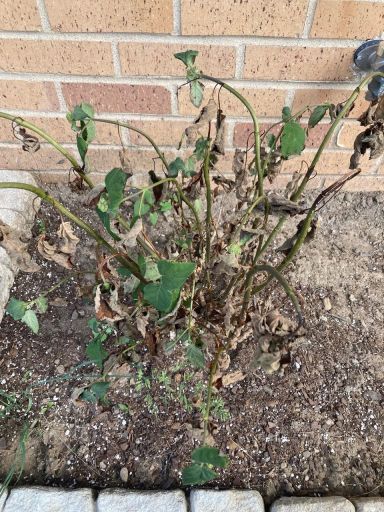 Plant photo