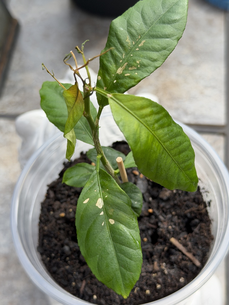 Full plant photo
