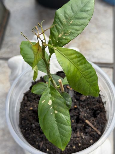 Plant photo