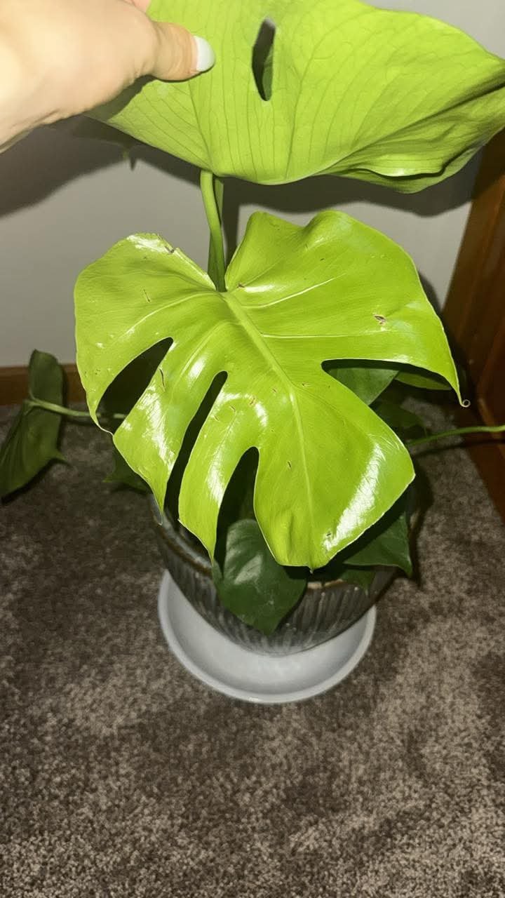 Full plant photo