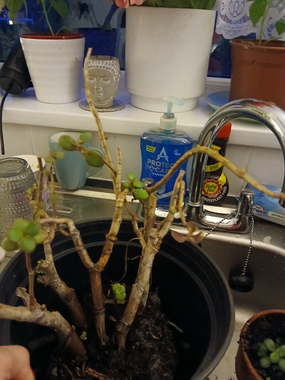 Full plant photo