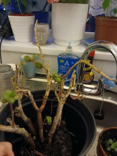 Plant photo