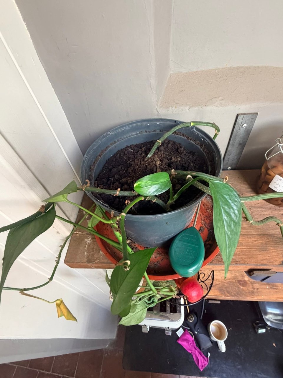 Full plant photo