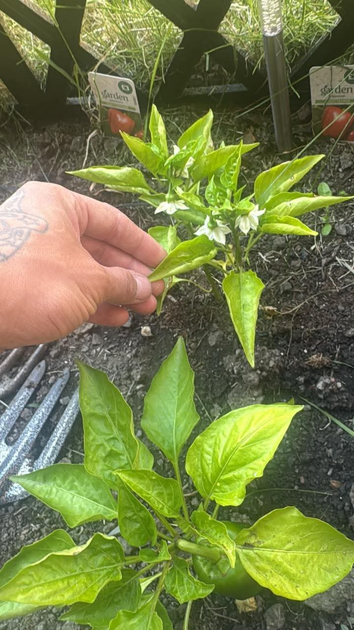 Full plant photo