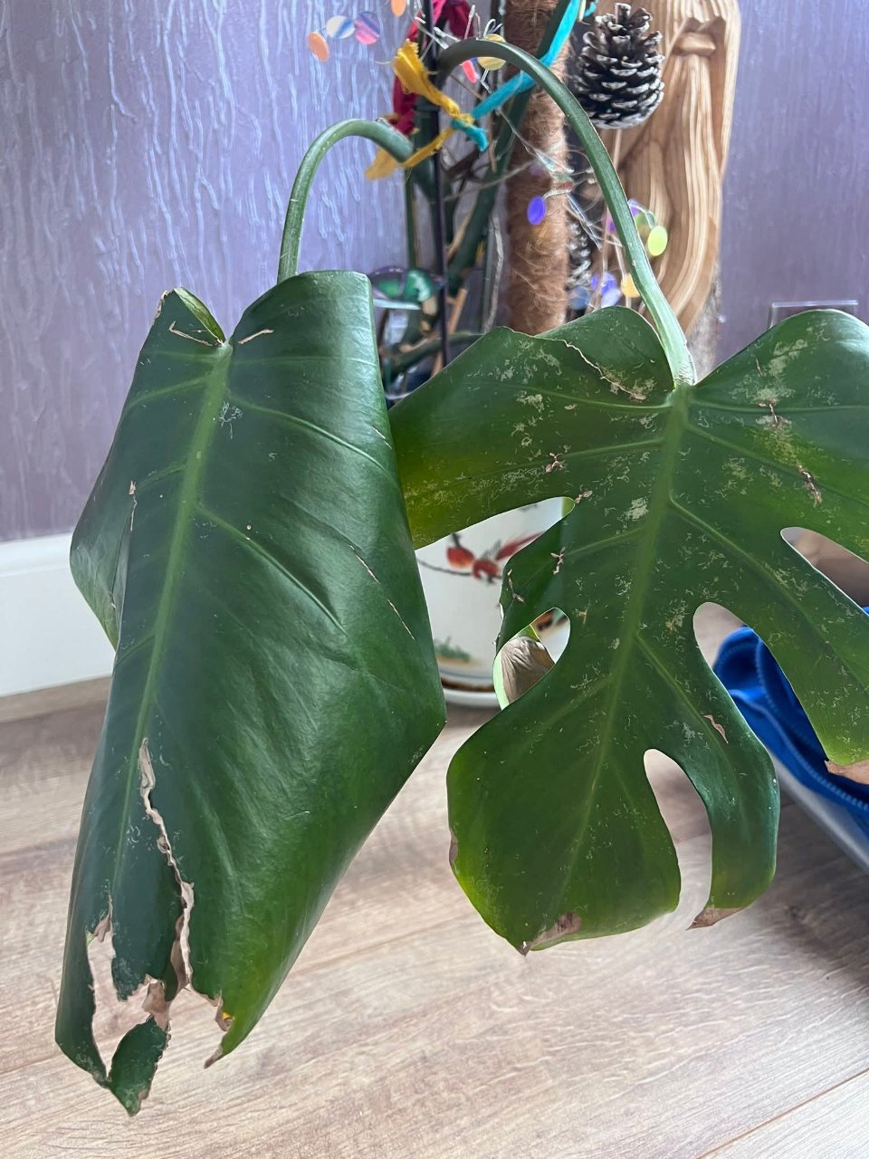 Full plant photo