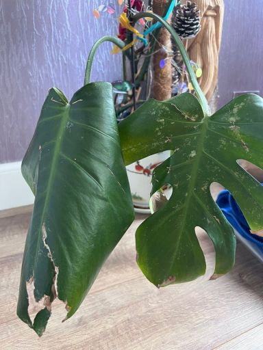 Plant photo