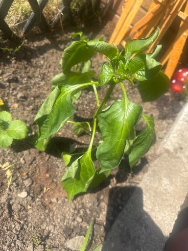 Plant photo