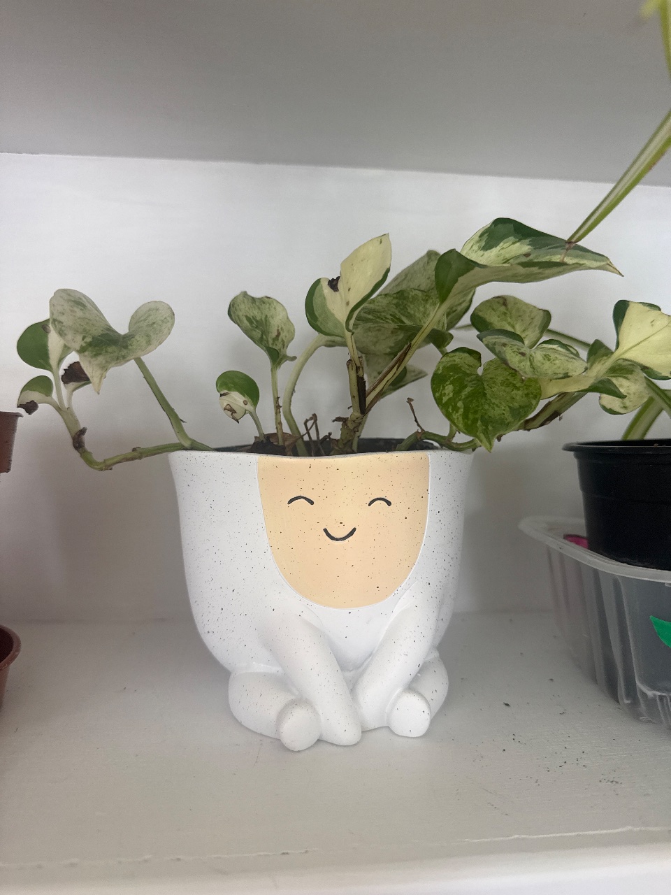 Full plant photo