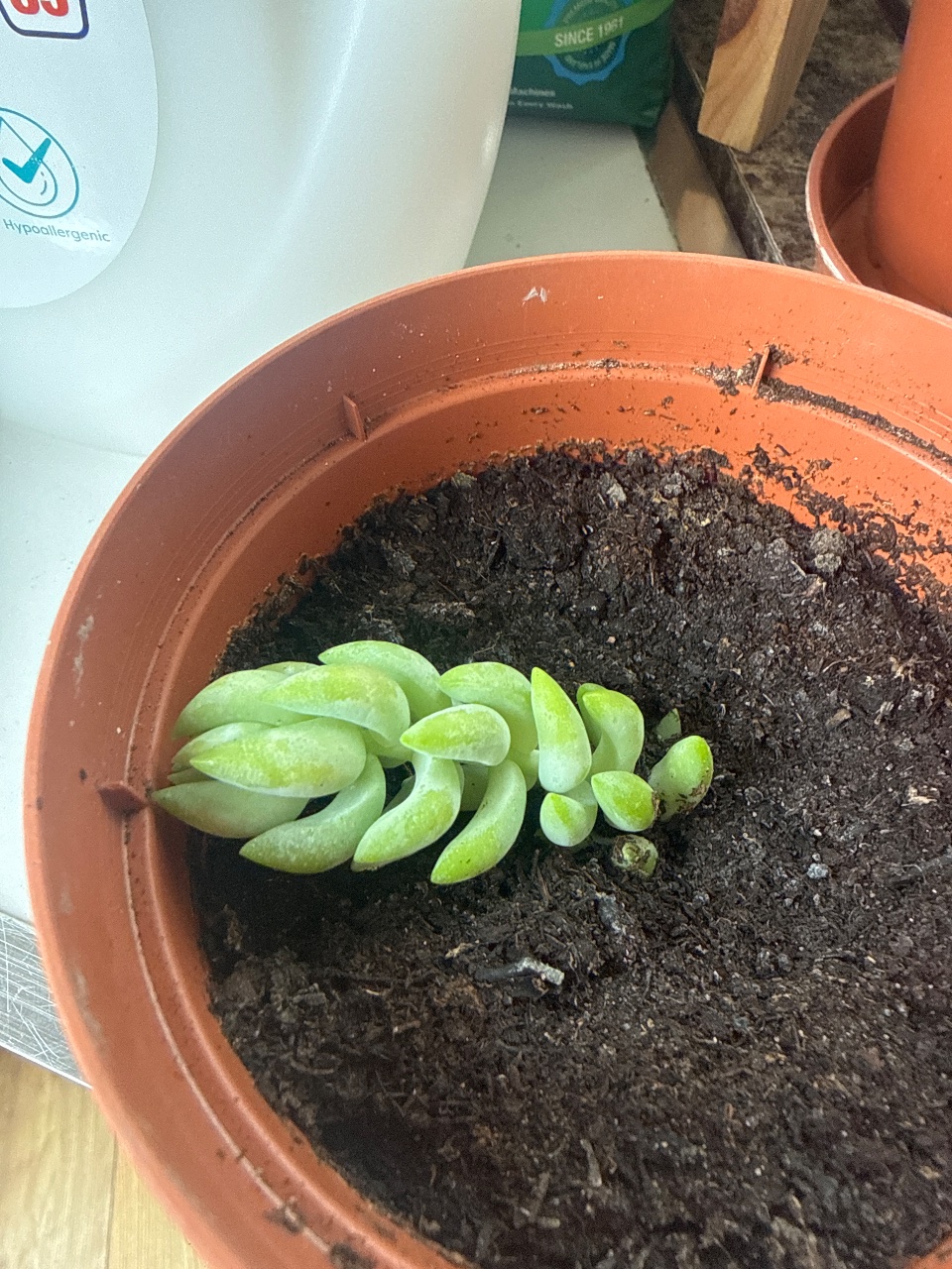 Full plant photo