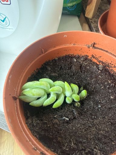 Plant photo