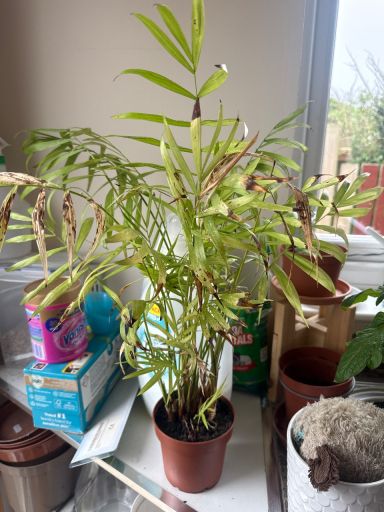 Plant photo