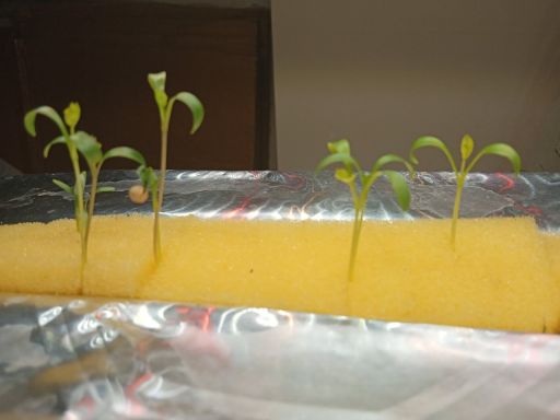 Plant photo