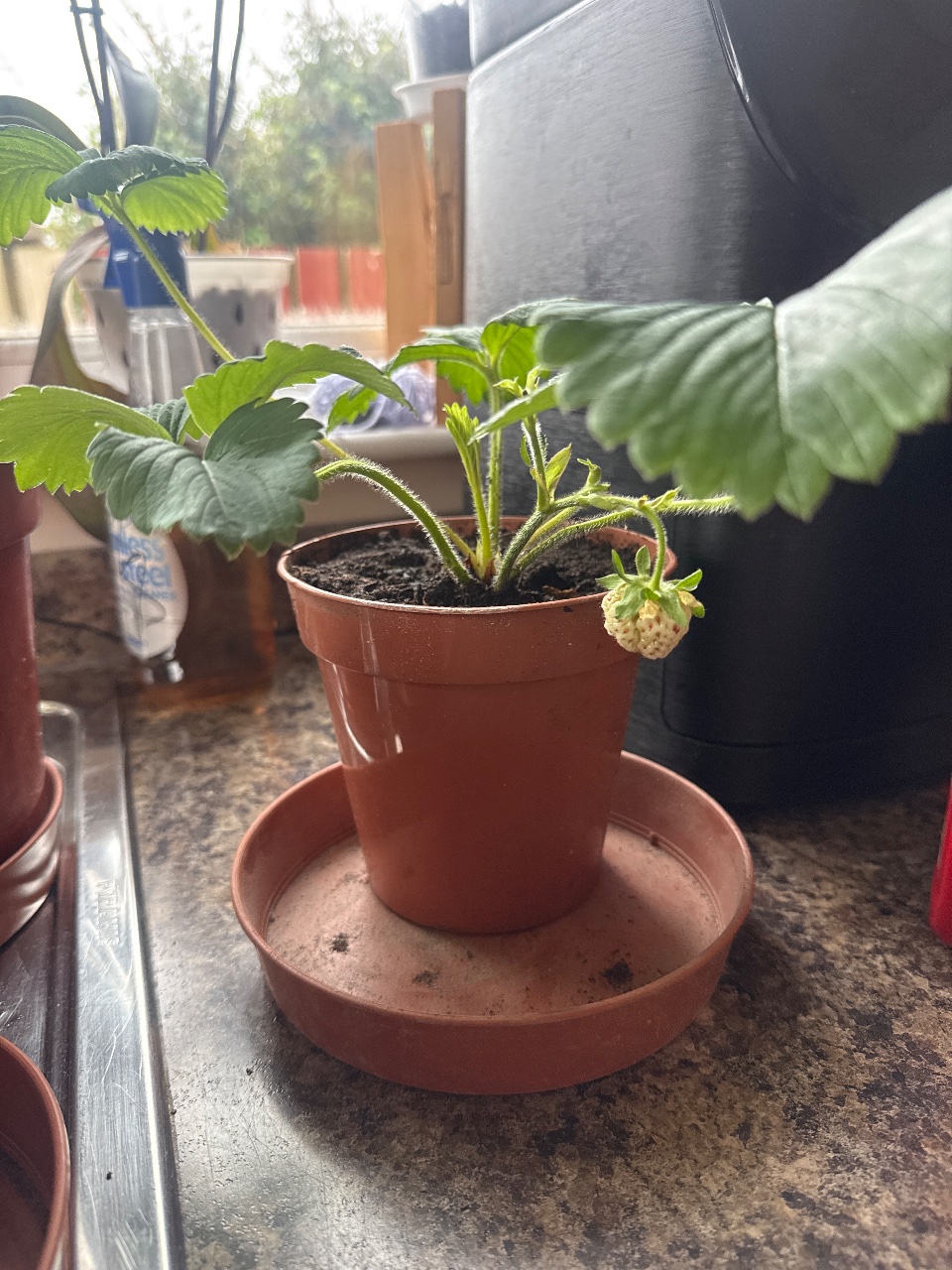 Full plant photo