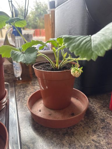 Plant photo