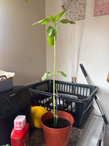 Plant photo