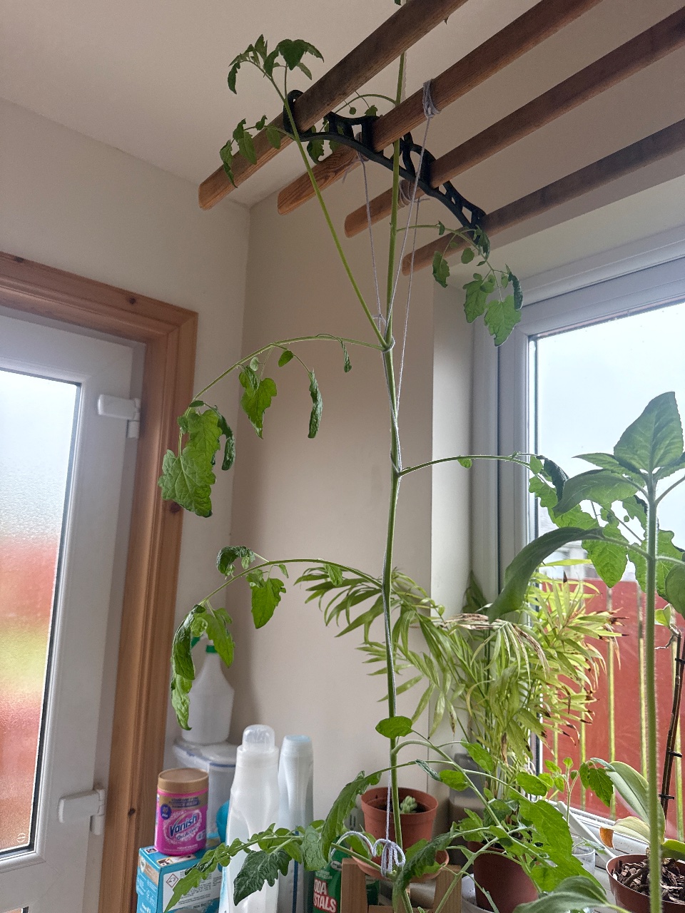 Full plant photo