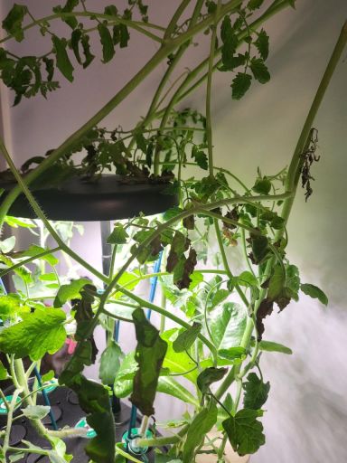 Plant photo