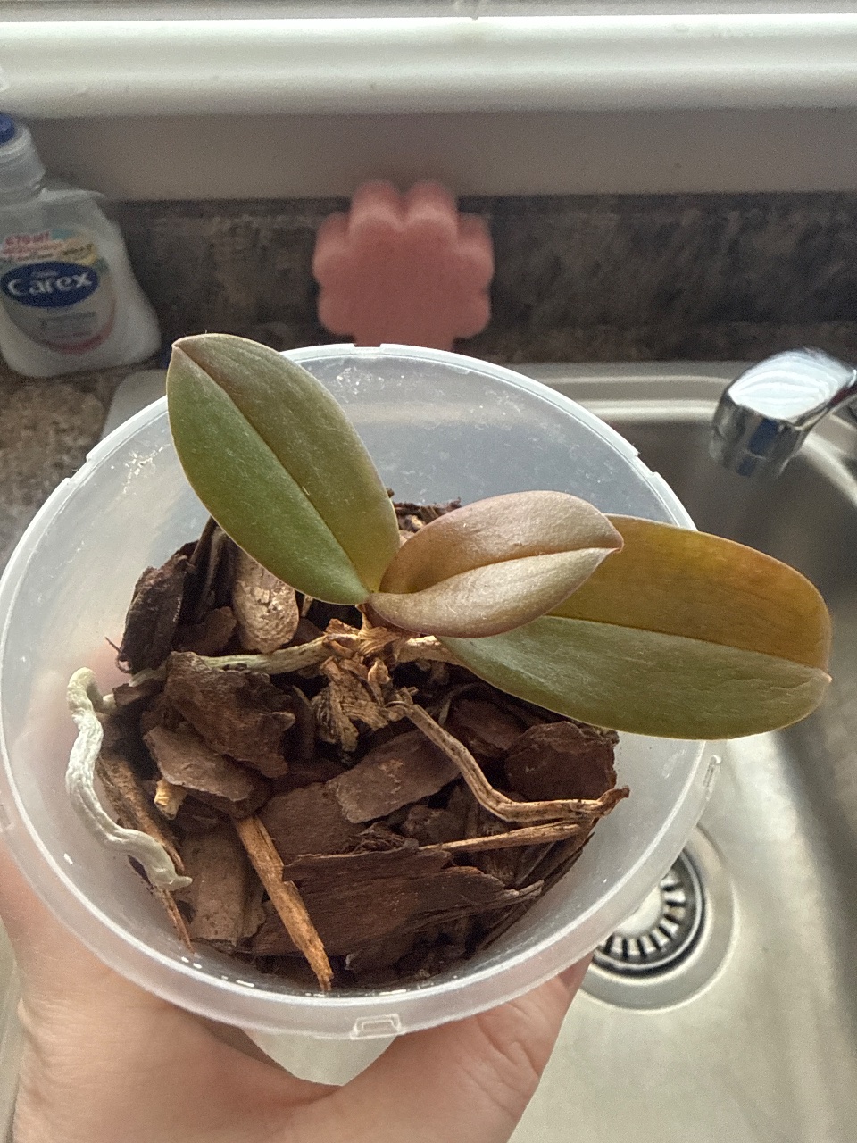 Full plant photo