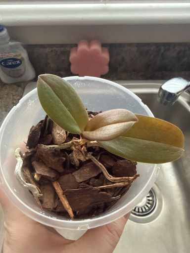 Plant photo