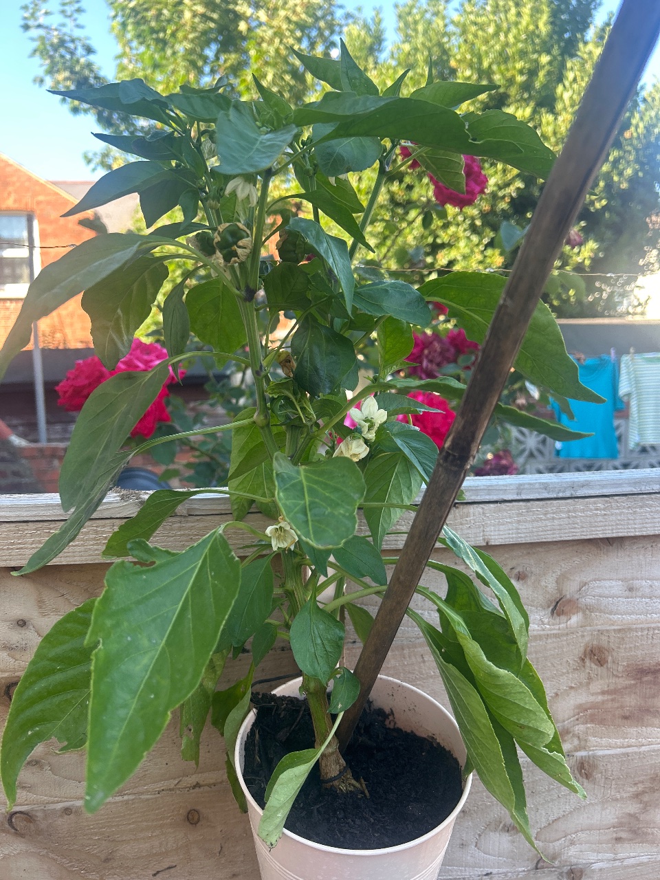 Full plant photo