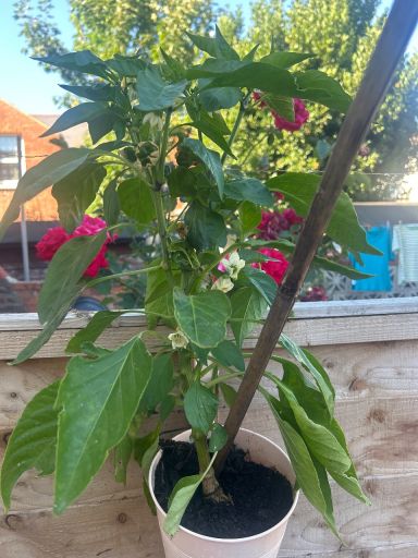 Plant photo