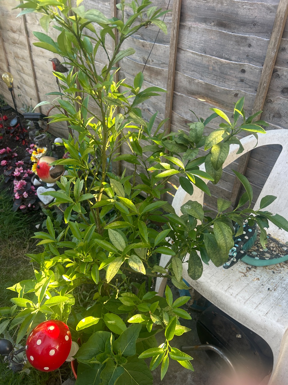 Full plant photo