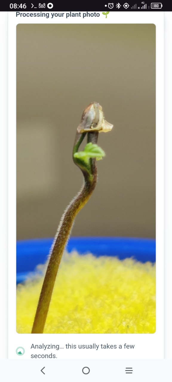 Full plant photo