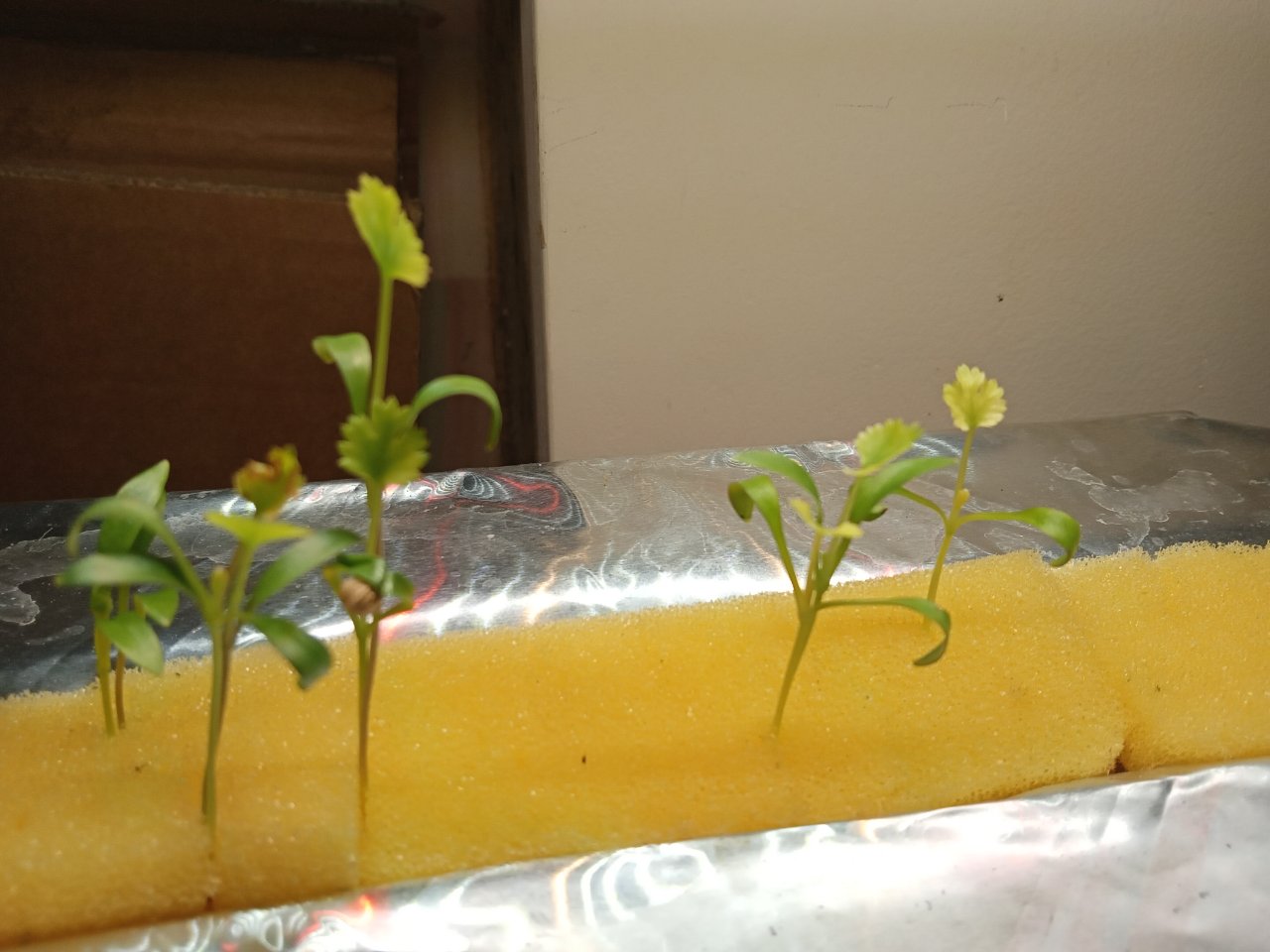 Full plant photo