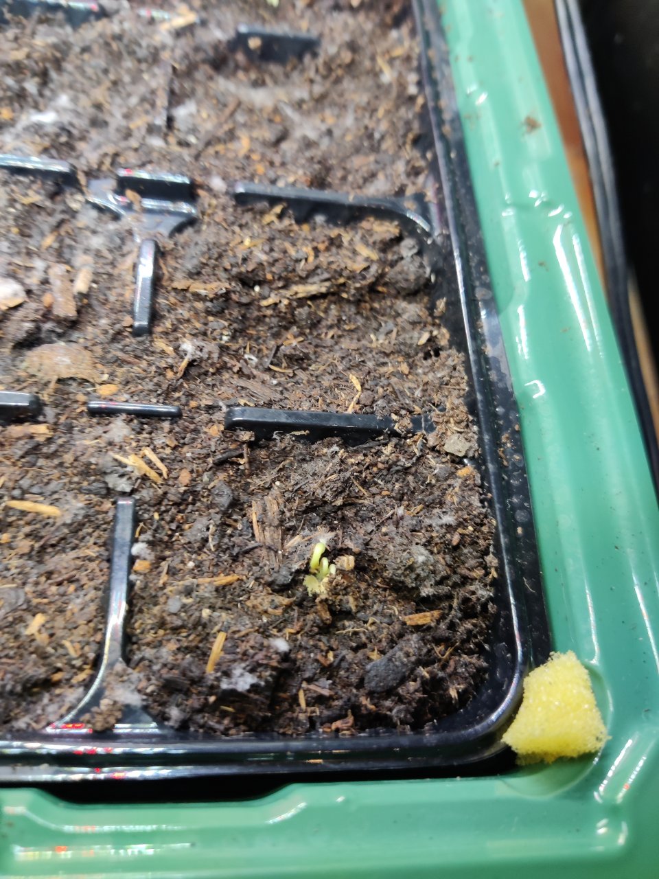 Full plant photo