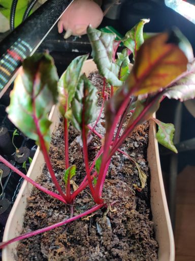 Plant photo