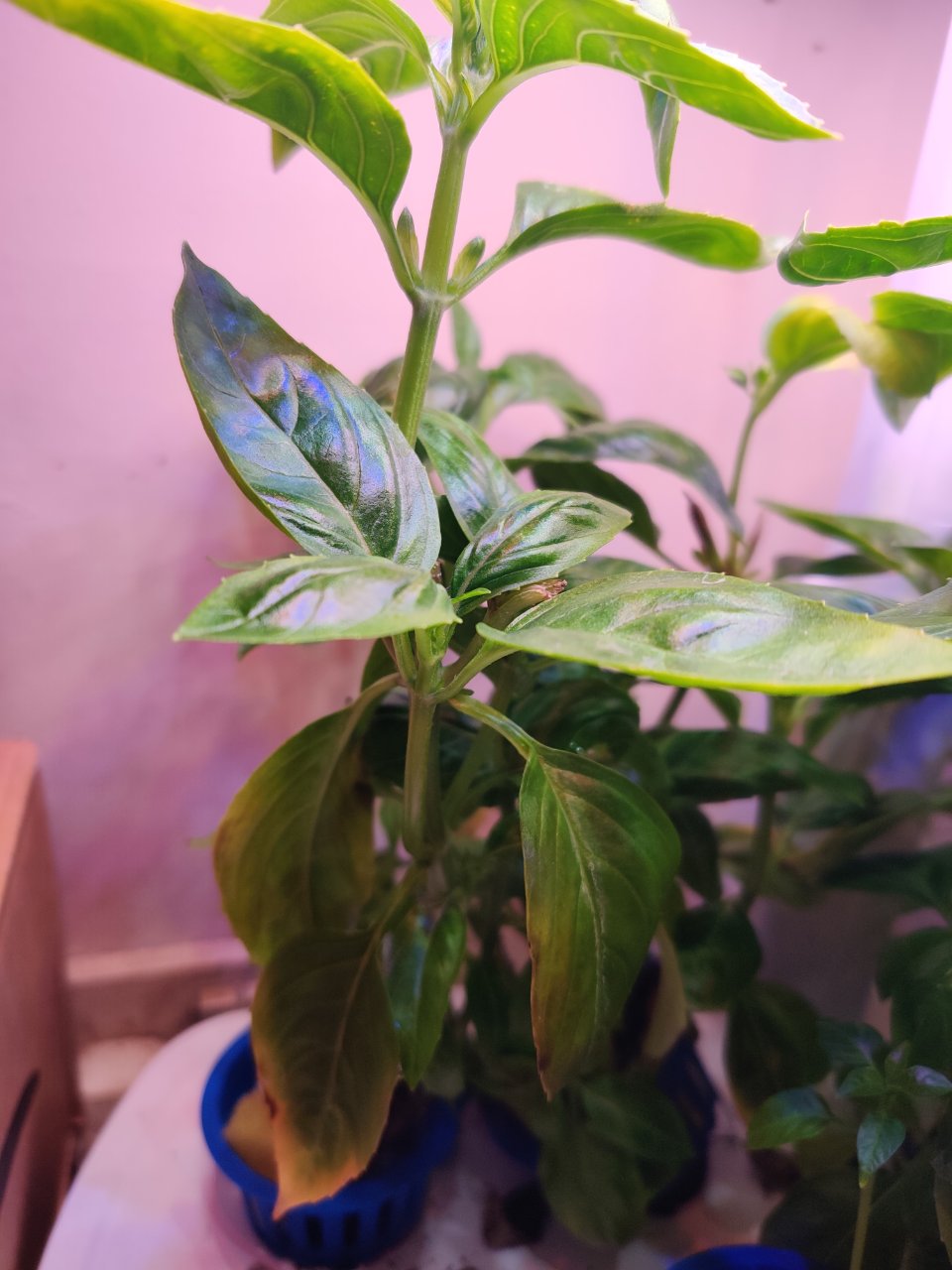 Full plant photo