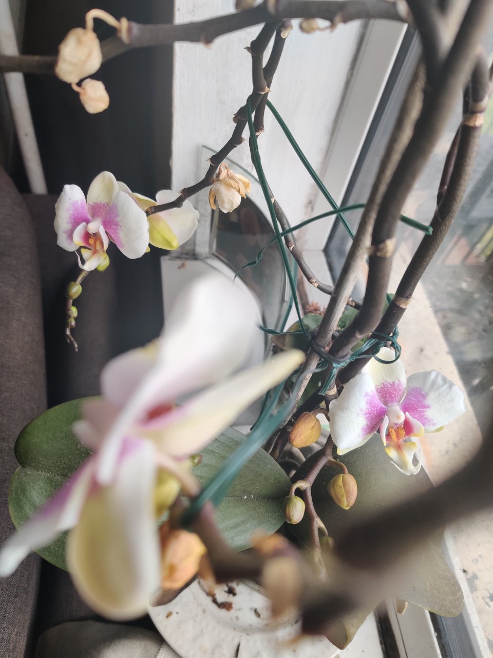 Full plant photo