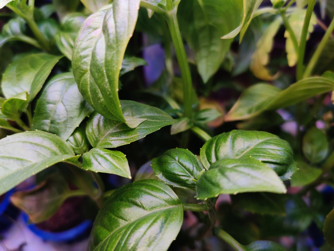 Full plant photo