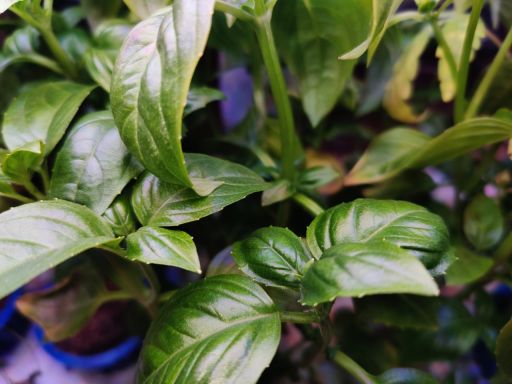 Plant photo