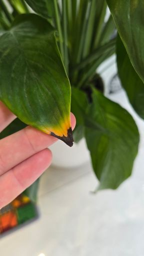 Plant photo