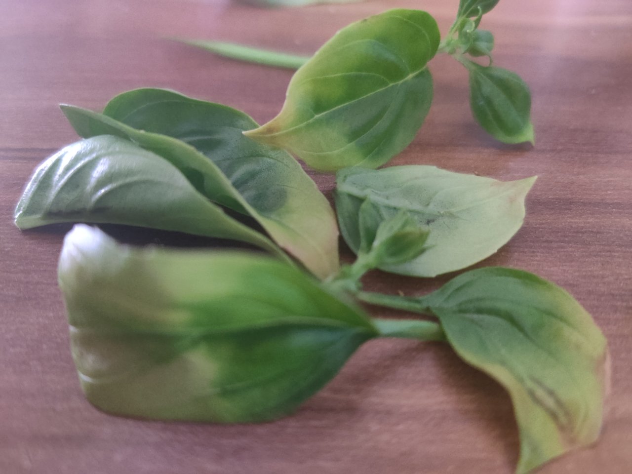 Full plant photo