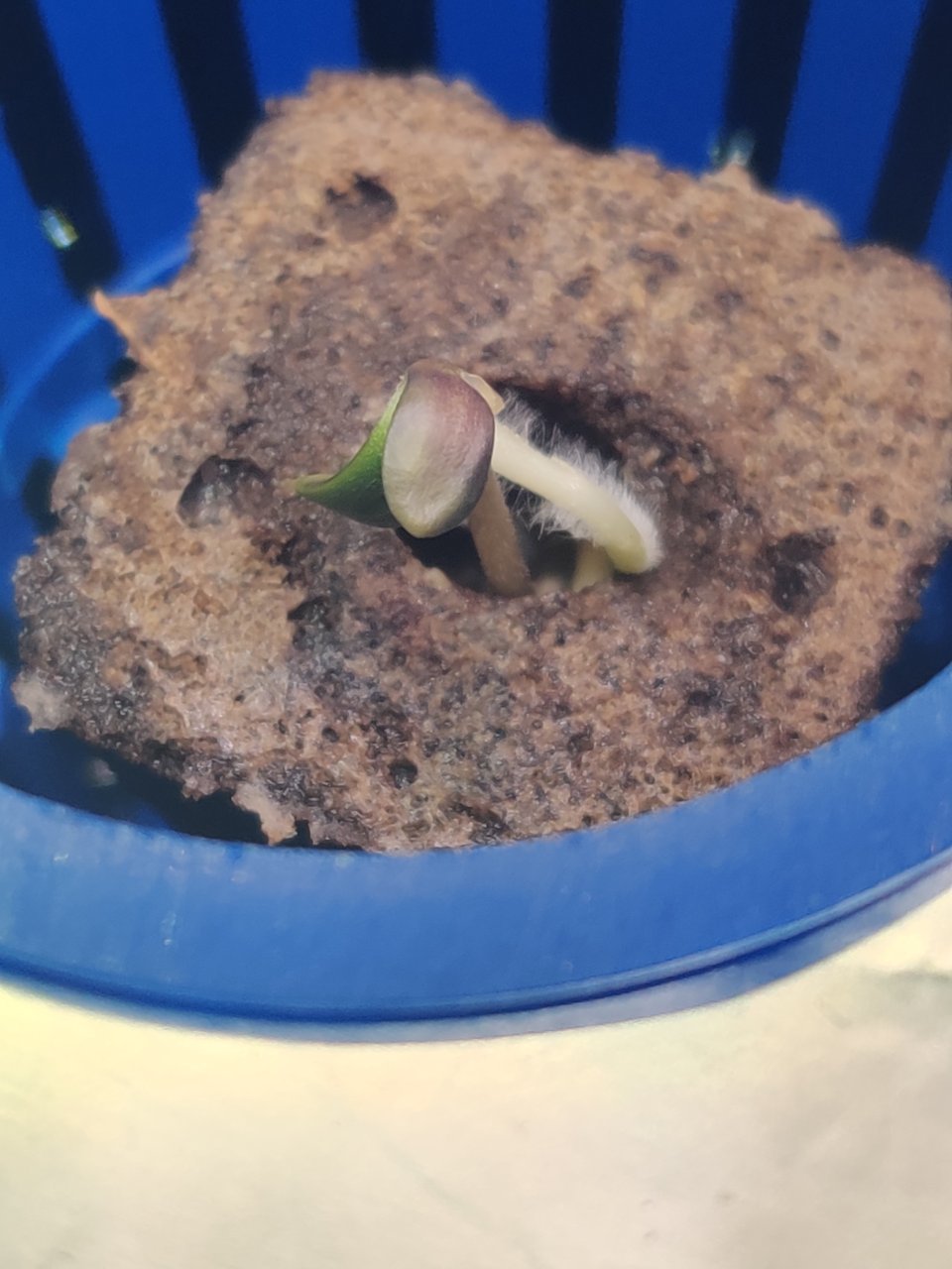 Full plant photo